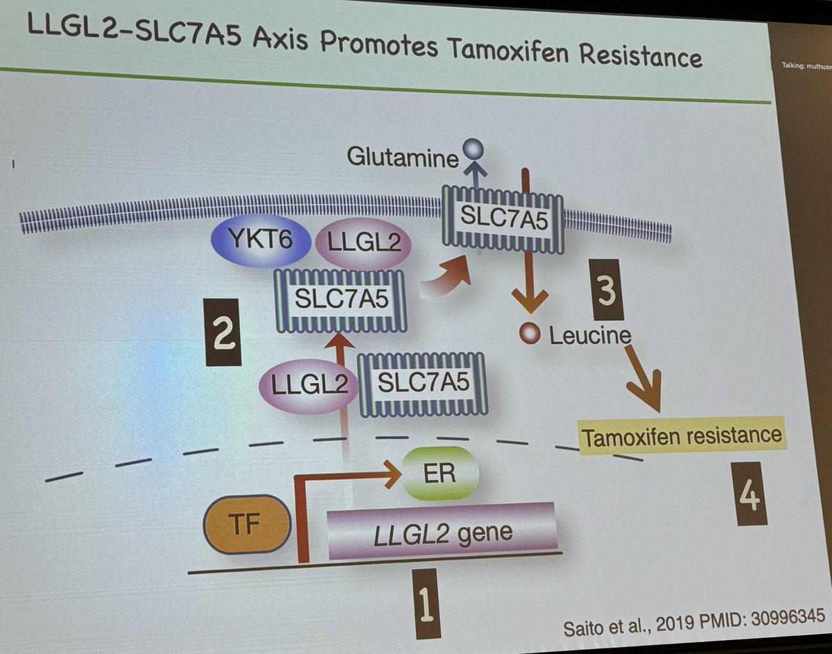 Wafik S. El-Deiry, MD, PhD, FACP (@weldeiry) on Twitter photo Dr. Senthil Muthuswamy at <a href="/theNCI/">National Cancer Institute</a> speaks at 2nd annual translational oncology symposium organized by <a href="/SenduraiMani/">Sendurai Mani</a> at #LegorretaCancerCenter <a href="/BrownUCancer/">Legorreta Cancer Center at Brown University</a> <a href="/BrownMedicine/">The Warren Alpert Medical School</a> <a href="/BrownUniversity/">Brown University</a>
Dr. Muthuswamy spoke about the dual roles of cell polarity, interactions with oncogenes, Dr. Senthil Muthuswamy at <a href="/theNCI/">National Cancer Institute</a> speaks at 2nd annual translational oncology symposium organized by <a href="/SenduraiMani/">Sendurai Mani</a> at #LegorretaCancerCenter <a href="/BrownUCancer/">Legorreta Cancer Center at Brown University</a> <a href="/BrownMedicine/">The Warren Alpert Medical School</a> <a href="/BrownUniversity/">Brown University</a>
Dr. Muthuswamy spoke about the dual roles of cell polarity, interactions with oncogenes,
