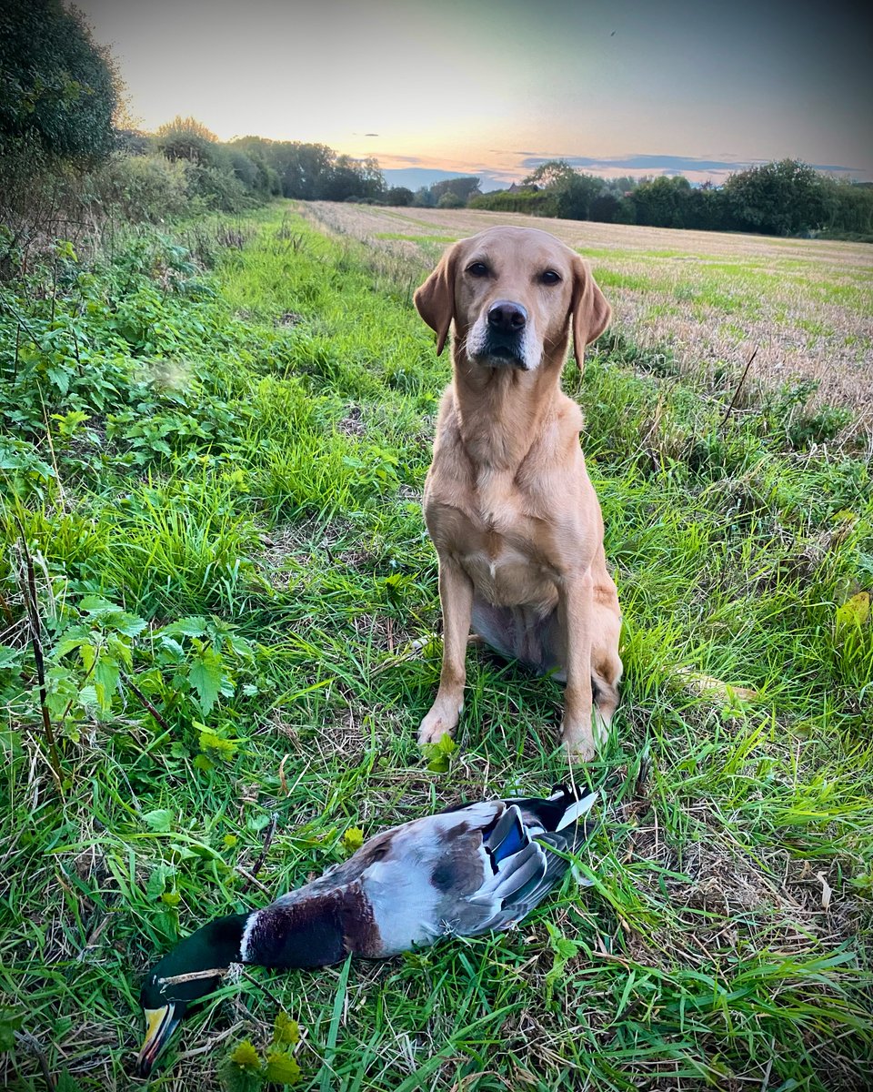 Sophie B tweet media