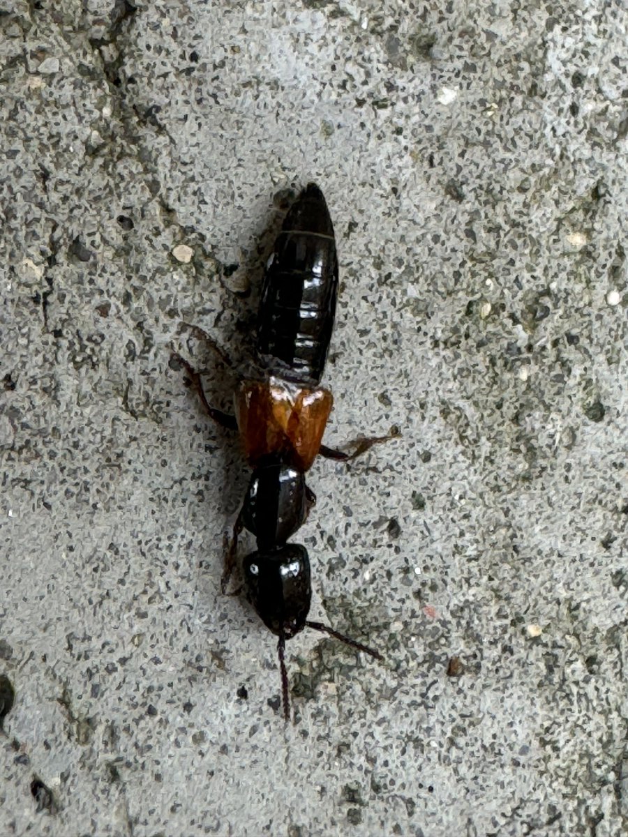 I’m looking for help with this Rove Beetle identity. Is it Megalinus glabratus?  I’m struggling to find info on aging and gender effects on colour. 
#UKBeetles