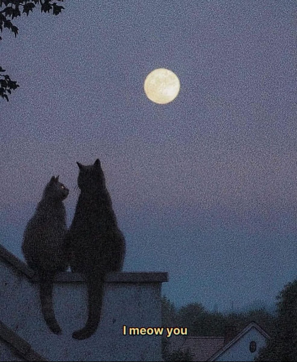 Punch Cat tweet media