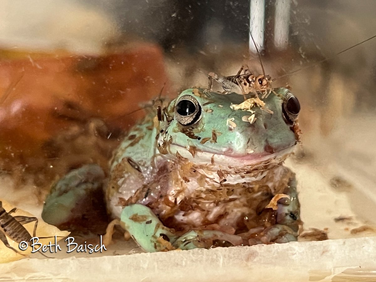 My new frog Puddle Jumper doesn’t yet know that crickets are food, not fashion accessories.