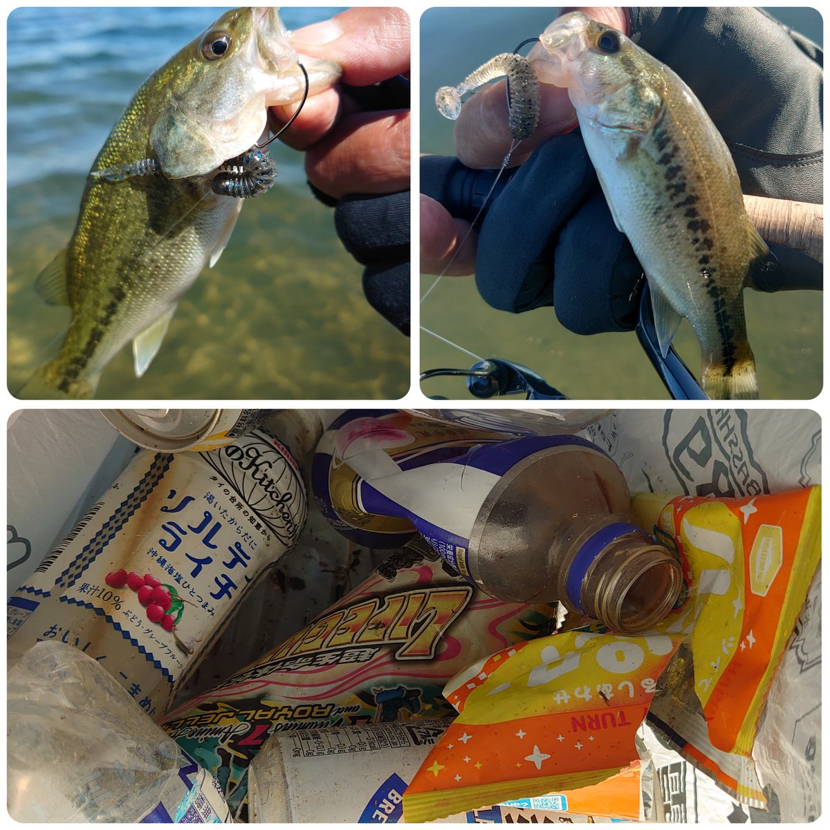 basslove60's tweet photo. 水曜日の琵琶湖ꔛෆからの１週間

子バス20匹以上
最大は腹パンの13センチ〜😂
ｶｯｺｲｲ、ｺﾊﾞｽ!
誘惑に負けました……

 #川島河川環境楽園
 #オワシスパーク
 #B_Ground
 #釣り人が居れば水辺は綺麗になる https://t.co/wppw0yxKnT