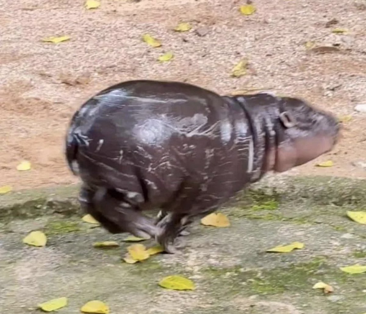 So    we beat on, boats against the current, borne back ceaselessly   into the past