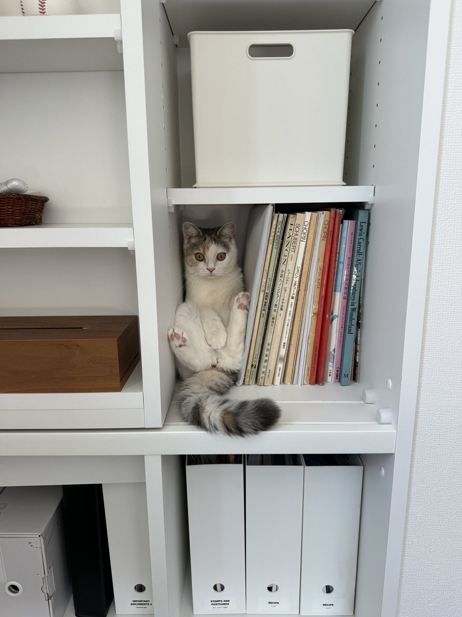 猫飼ってからお出かけする機会も減り、旅行に行っても猫が気になって気になって楽しめない。

なんてことだ猫最高🙌