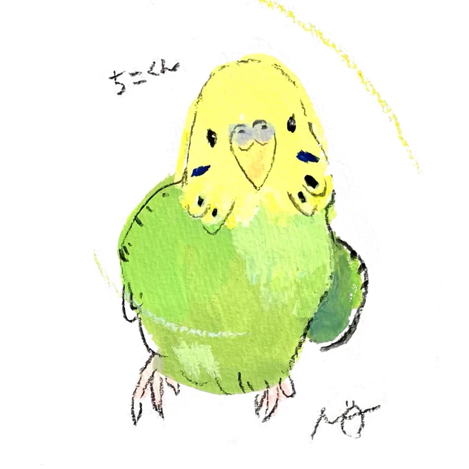 #ことりマーケット大阪 オーダーイラストのご紹介かわいいポーズのセキセイインコさんです 