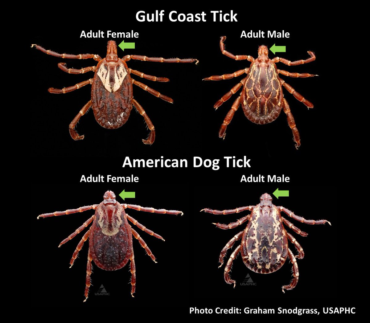 We’re searching for Gulf Coast ticks, an invasive species that has appeared nearby. They look like American dog ticks, but have longer mouth parts. If you think you have found a Gulf Coast tick, keep it in a zip lock bag and send a photo to: tick.prevention@suffolkcountyny.gov .