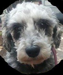 Caruto_2118's tweet photo. No tengo seguidores, pero igual pueden llegar vistas, les pido por favor compartan, he perdido a mi perrita y estamos buscándola, estamos preocupados, por favor si la ven regrésenla a su familia sana y salva, por favor compartir para que regrese pronto. De antemano mil gracias!!! https://t.co/duwt3VZMOz