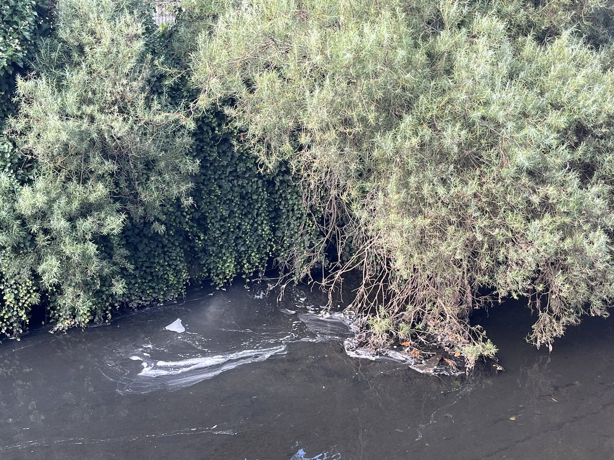 CURB - CleanUptheRiverBrent #CURB (@brentpollution) on Twitter photo <a href="/thameswater/">Thames Water ๐ง</a> <a href="/PhoenixOutdoorC/">Phoenix Outdoor Centre and Canoe Club</a> On my way home I called in at the iconic <a href="/acecafelondon/">Ace Cafe London</a> for a sandwich and a drink. Behind the cafe, in the Brent, was an area of white foam and greasy bubbles in the water. 50m away some men were hosing fish vyans into road gulleys <a href="/thameswater/">Thames Water ๐ง</a> <a href="/PhoenixOutdoorC/">Phoenix Outdoor Centre and Canoe Club</a> On my way home I called in at the iconic <a href="/acecafelondon/">Ace Cafe London</a> for a sandwich and a drink. Behind the cafe, in the Brent, was an area of white foam and greasy bubbles in the water. 50m away some men were hosing fish vyans into road gulleys