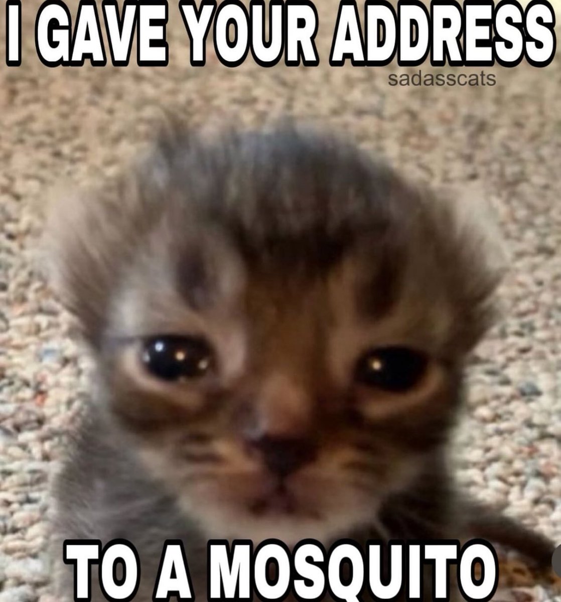 LiterallyMeCats (@literallymecats) on Twitter photo 