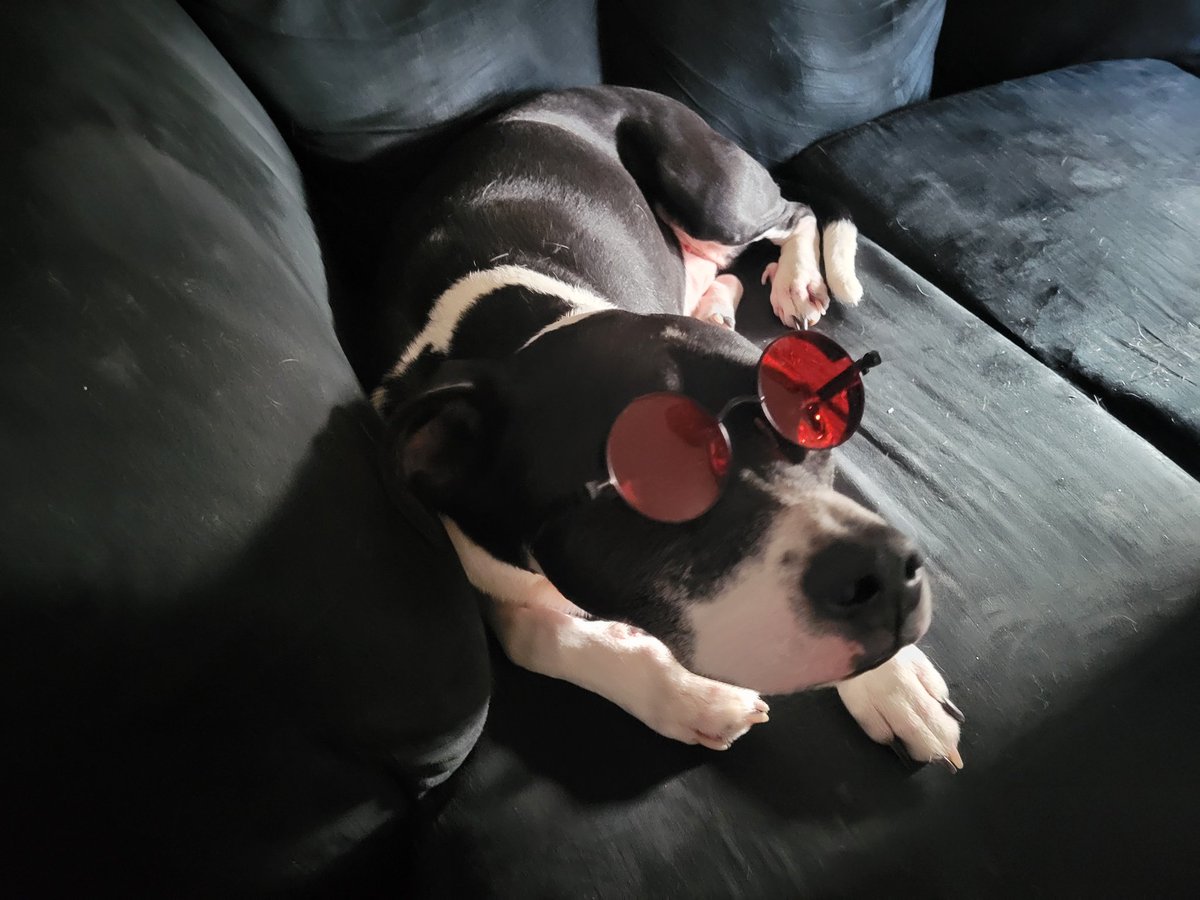 lil_wanderer's tweet photo. @JPWARHORSE Look even my dog is embracing Nihilism! 🖤😎 @BrockR1985 https://t.co/vSYtxVJ7Hu