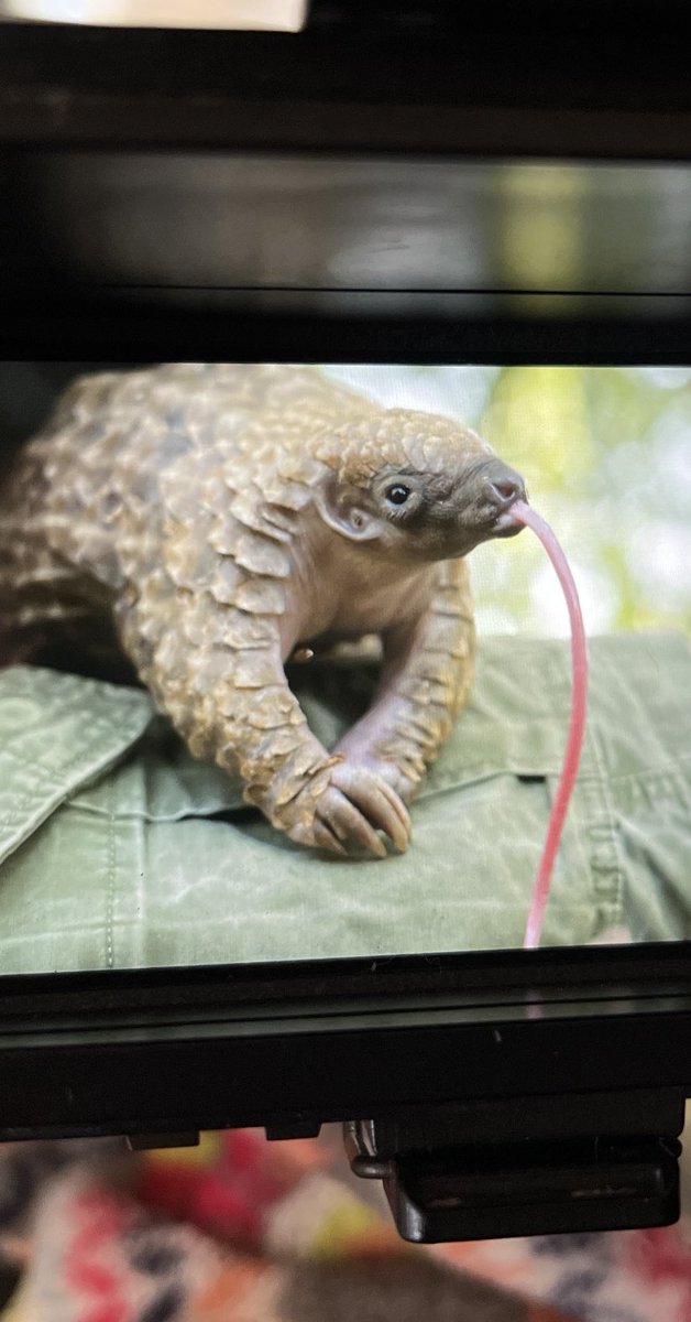 MarkChallender's tweet photo. Last year I had the pleasure and privilege of filming and directing a 1hr for National Geographic on behalf of the BBC Natural History Unit. ‘ Baby Animal Rescue with @GilesClark78 ‘ airs tonight (Sun 15th Sept) @ 22:00 EST on @NatGeoTV (US only… for now). https://t.co/ZTGnQftB78