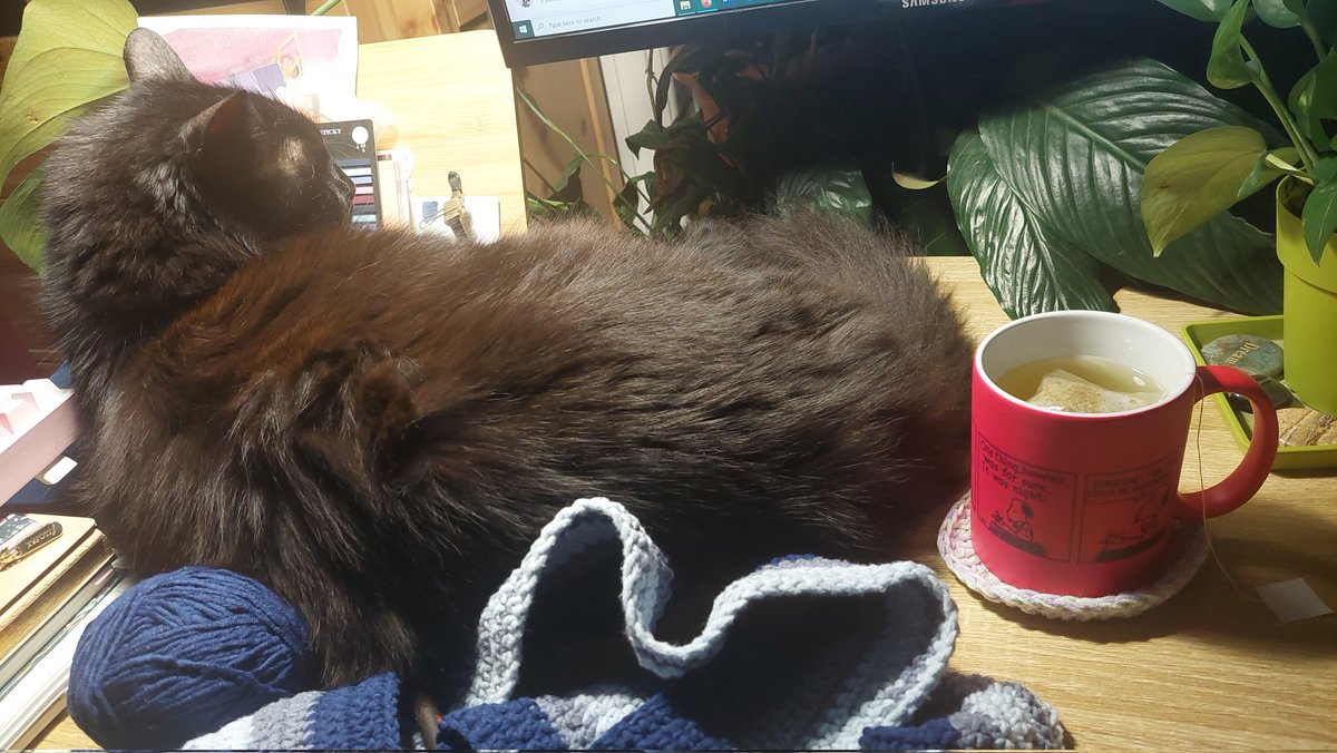 Chamomile, crochet and cat 💜