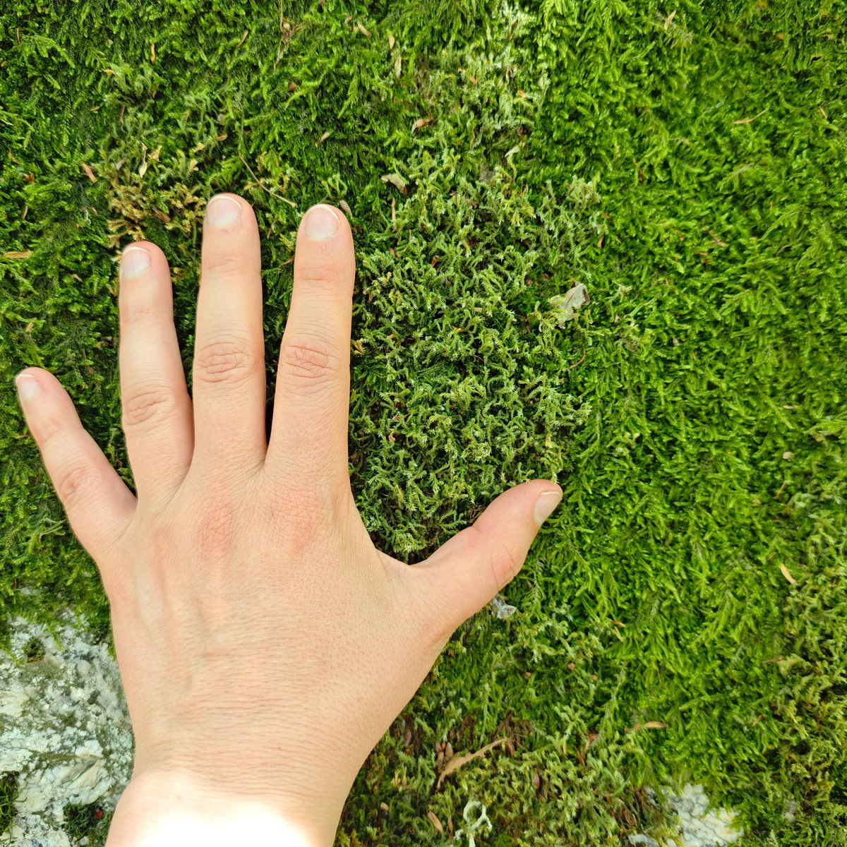 BryoMicroClim tweet media