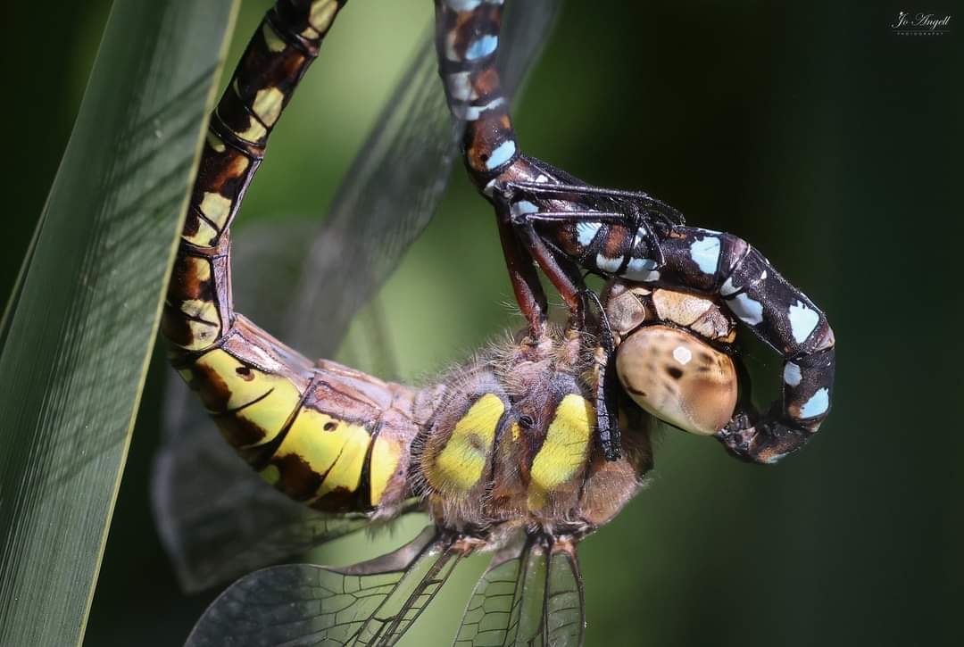 Jo Angell (@joangell5) on Twitter photo Mating migrant hawkers, tricky with the wind and the reeds swaying so cropped in for some detail.
<a href="/CanonUKandIE/">Canon UK and Ireland</a> <a href="/BDSdragonflies/">British Dragonfly Society</a> <a href="/TheParksTrust/">The Parks Trust</a> #scenesfrommk #Buckinghamshire Mating migrant hawkers, tricky with the wind and the reeds swaying so cropped in for some detail.
<a href="/CanonUKandIE/">Canon UK and Ireland</a> <a href="/BDSdragonflies/">British Dragonfly Society</a> <a href="/TheParksTrust/">The Parks Trust</a> #scenesfrommk #Buckinghamshire
