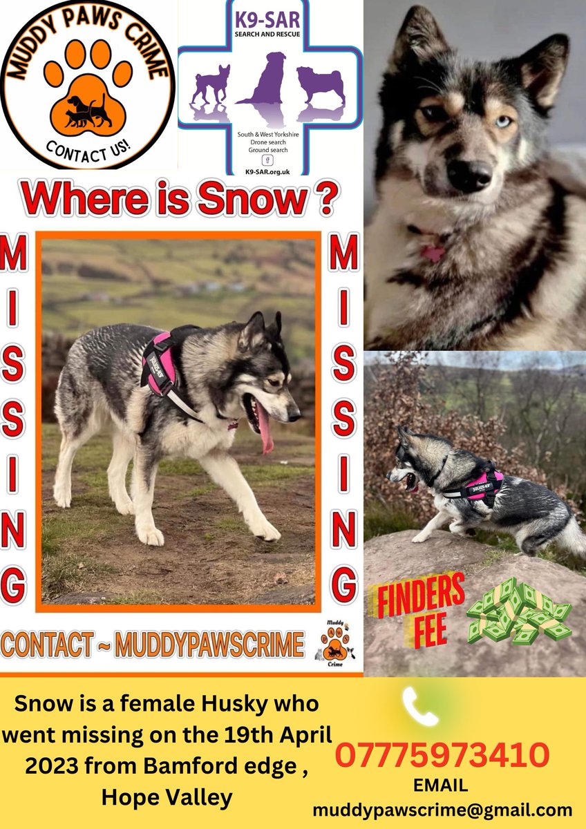 muddypawscrime's tweet image. Just ONE share by YOU could reach someone with information 🙏
Can YOU do that for gorgeous SNOW ? YOUR support means so MUCH ❤ SNOWS FACEBOOK GROUP - Where is Snow?