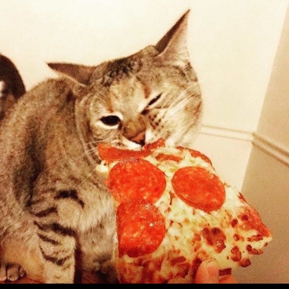 PunchingCat's tweet photo. https://t.co/1EC7JIT4Wb