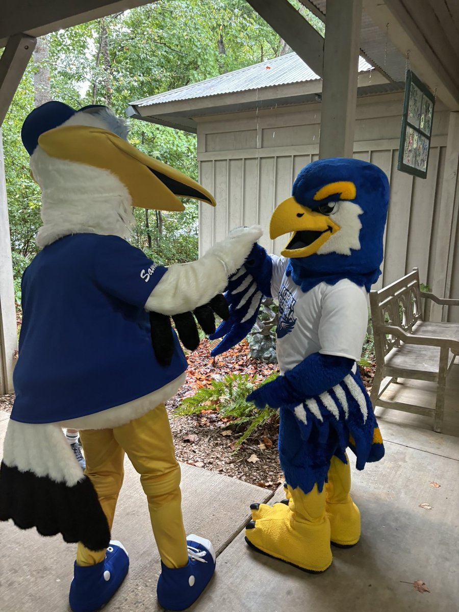 Nigel the Nighthawk tweet media