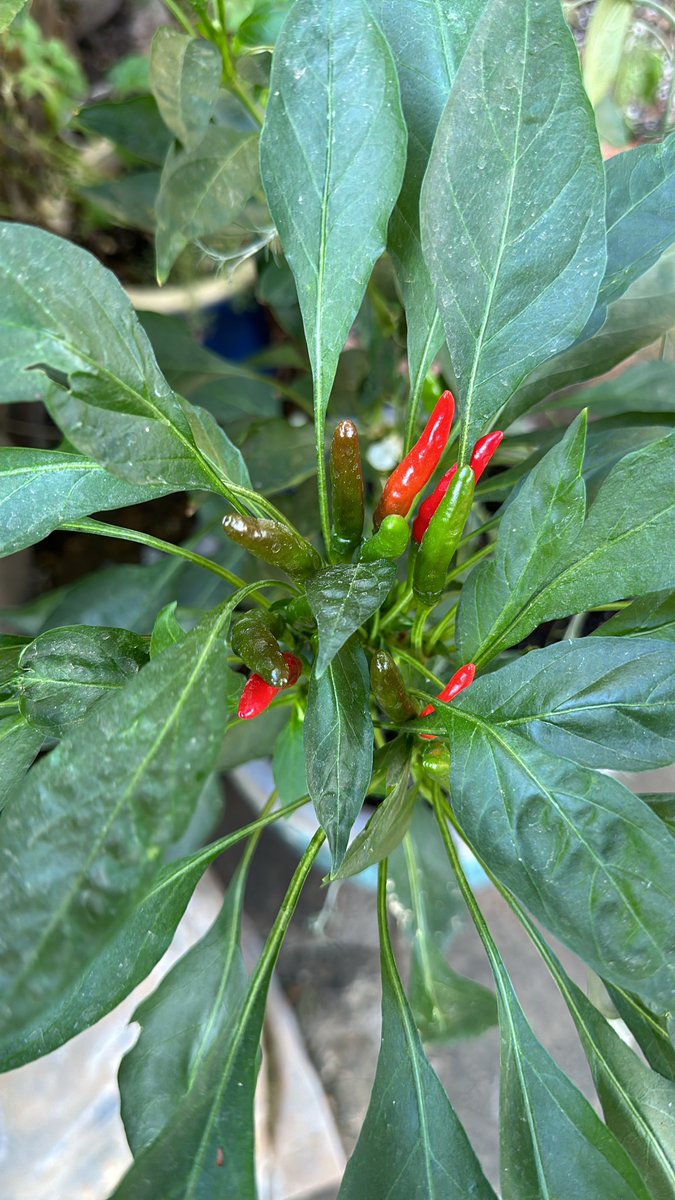 Brett L. Schuchert tweet media