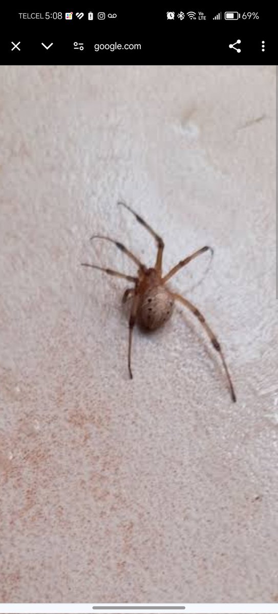tellex_jorge's tweet photo. @Arachno_Cosas gusto en saludarte... ¿ Esta pequeña es de IM?... GRACIAS, saludos desde Querétaro https://t.co/um59ifdoxW
