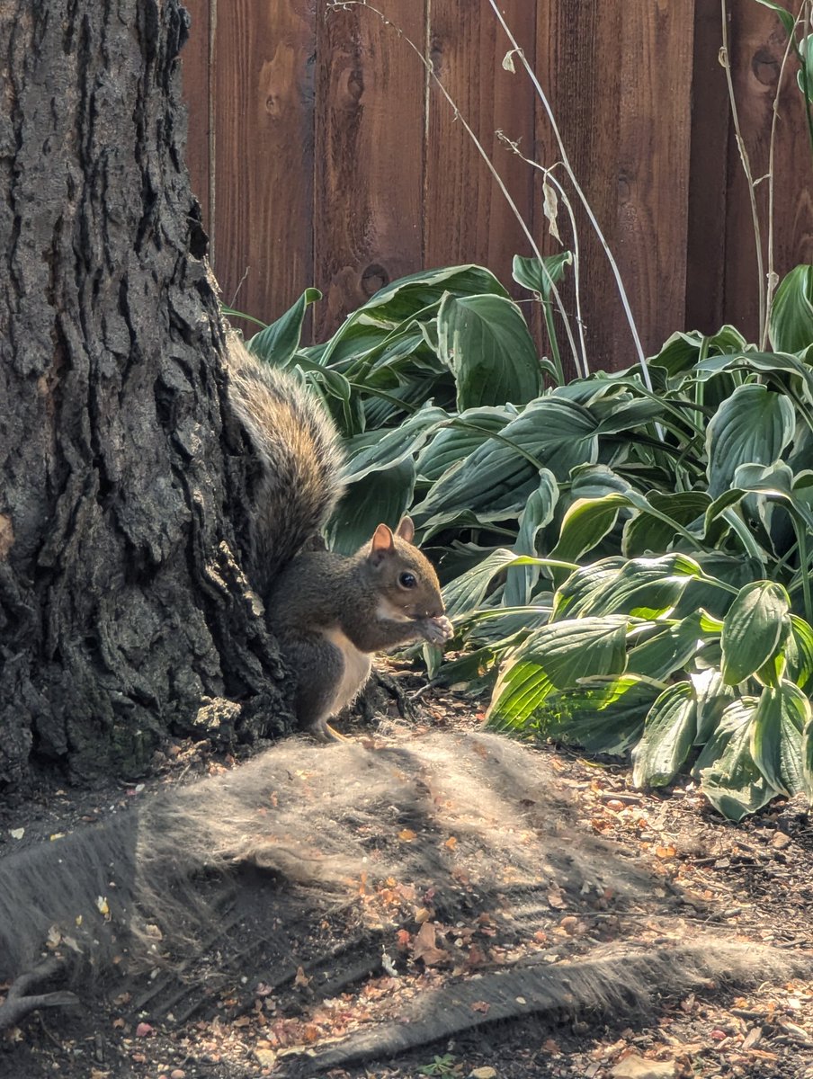 schaumbirdlife's tweet photo. Squirrels 🐿️ Bees 🐝 Plants 🌻 Birds 🐦 https://t.co/75225QFHy4