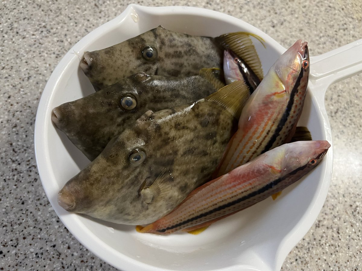 仕事明けに釣りに行ったら現地のおじいさんにカワハギの釣り方を教えてもらった
その一投目ではフグを釣ったが、おじいさんと別れたあと、カワハギを連続5匹釣れた
念願の初カワハギだったし、オカッパリで初めて大漁だった

あのおじいさんは太公望様か恵比寿様だったのか、とにかく感謝しかない