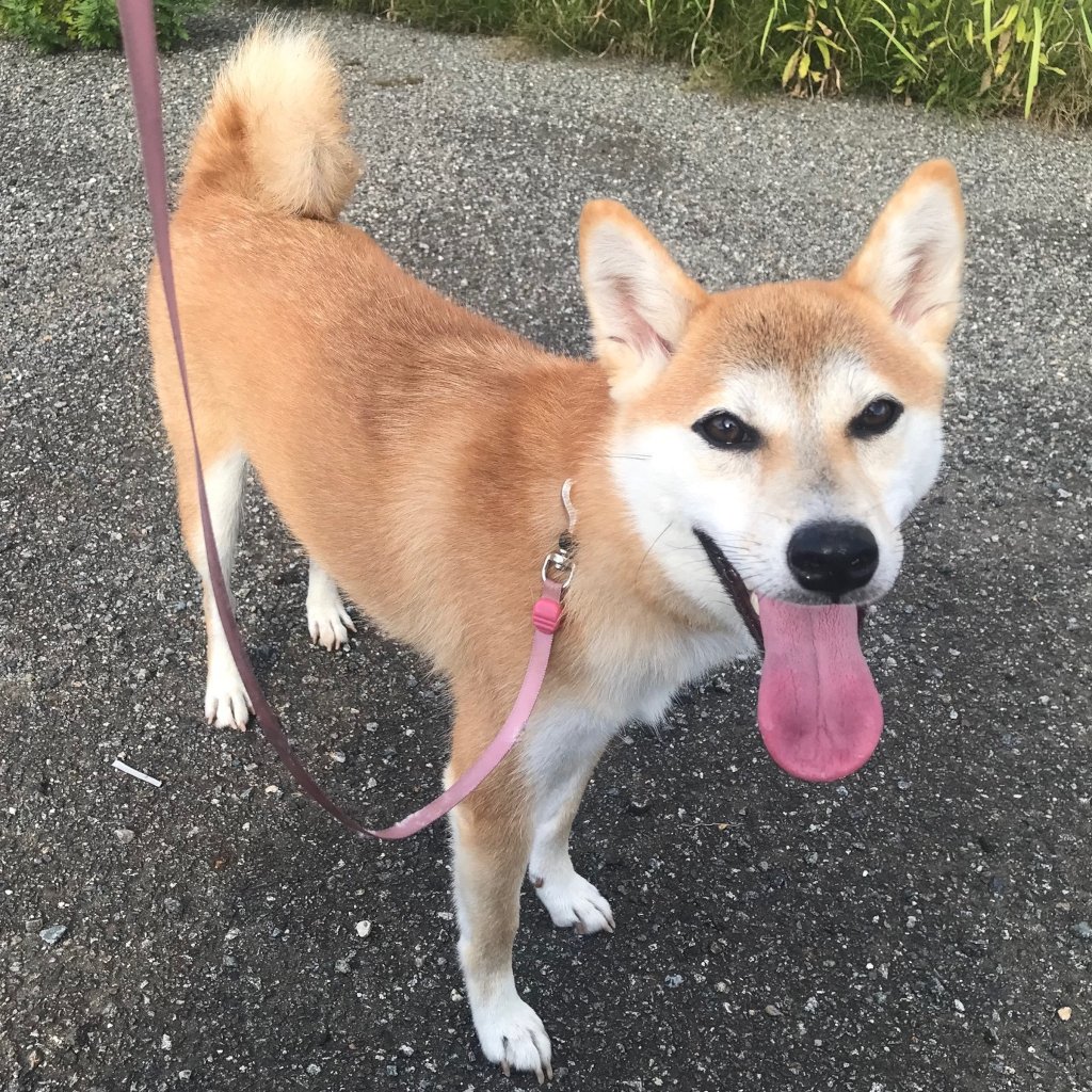iWaFDUeWUTuqm9L's tweet photo. 迷子のわんちゃんが石川県小松市鵜川町で保護です https://t.co/YSOISgWZph