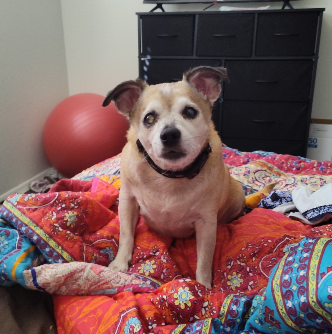 ClassicGolferUS's tweet photo. Ricky Blind Dog wins again!!! As Big Soiree wins at 5/1 for #handicappinghound fans in race 6 @BigFresnoFair @CARacingFairs! RBD promotes racing in a positive light for all his bacon buddies and will be back tomorrow with another sizzling Best Bacon Bet! https://t.co/BFEKtlLBDJ