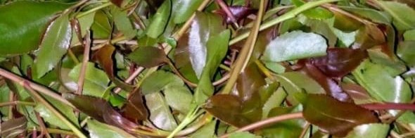 kalung_e1812's tweet image. Available at fair prices,, 
#MUguka