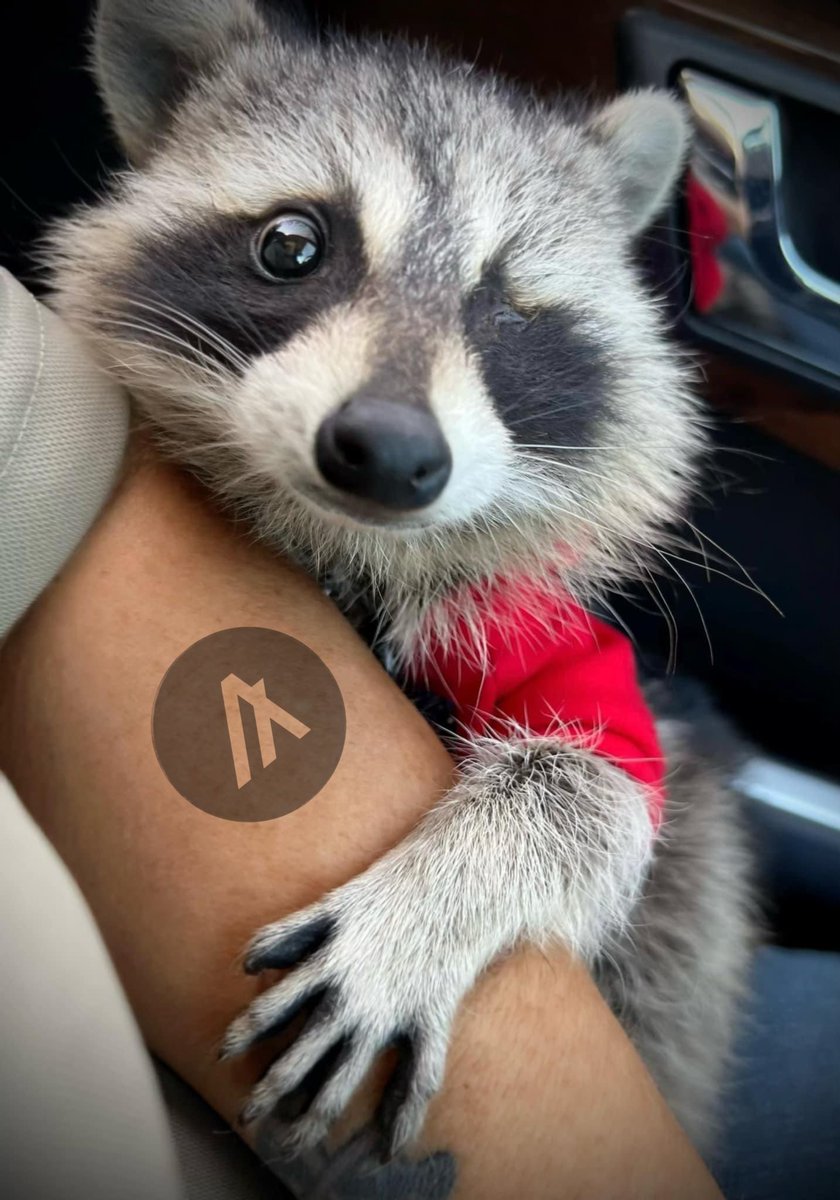 The cutest lazy raccoon 🦝 is here.
Your favorite meme to be in <a href="/Algorand/">Algorand Technologies</a> 

Get ready for the Coons 🦝

Opt in Asset Id $RACCOON /2292369859

🦝 Follow 
🦝 Like &amp; RT
🦝 Tag
🦝 Comment your $ALGO / NFD wallet address

 ⏱️Launch 3PM UTC, This Sunday (15th)

#Algorand #AlgoFam