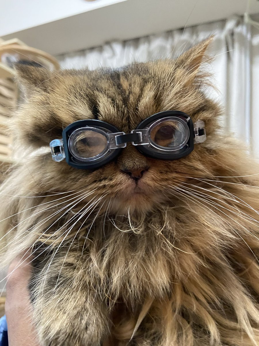 none_geboku's tweet photo. お水が苦手なので猫用水泳ゴーグルを買いました。
これから特訓です。

#嘘
#フィギュア用水泳ゴーグル https://t.co/MYetGdPcXf