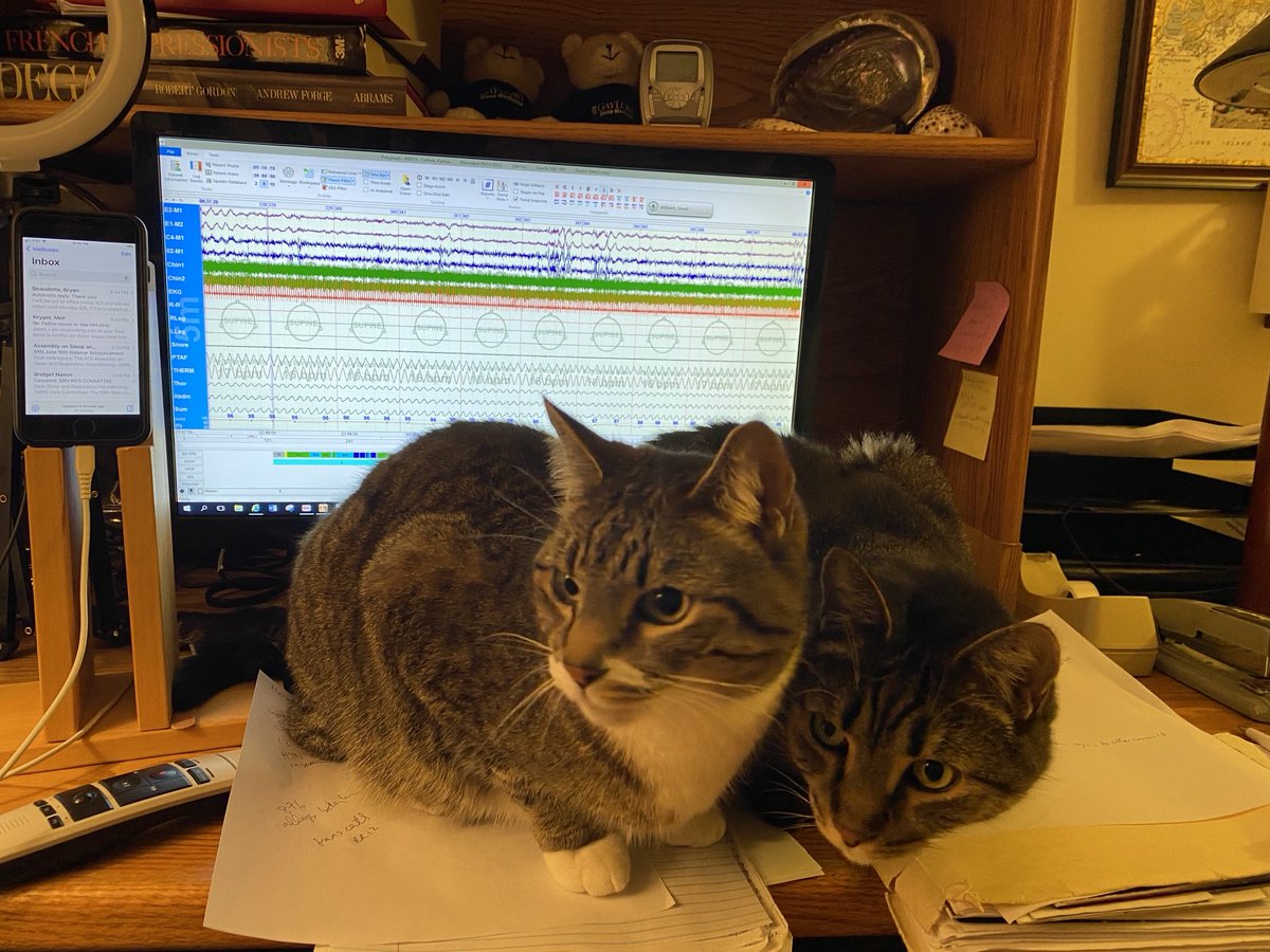 JanetHilbertMD's tweet photo. My cats “helping” reading #sleep studies. So adorable! ⁦@AcademicCats⁩ https://t.co/8LvyzlV5EL