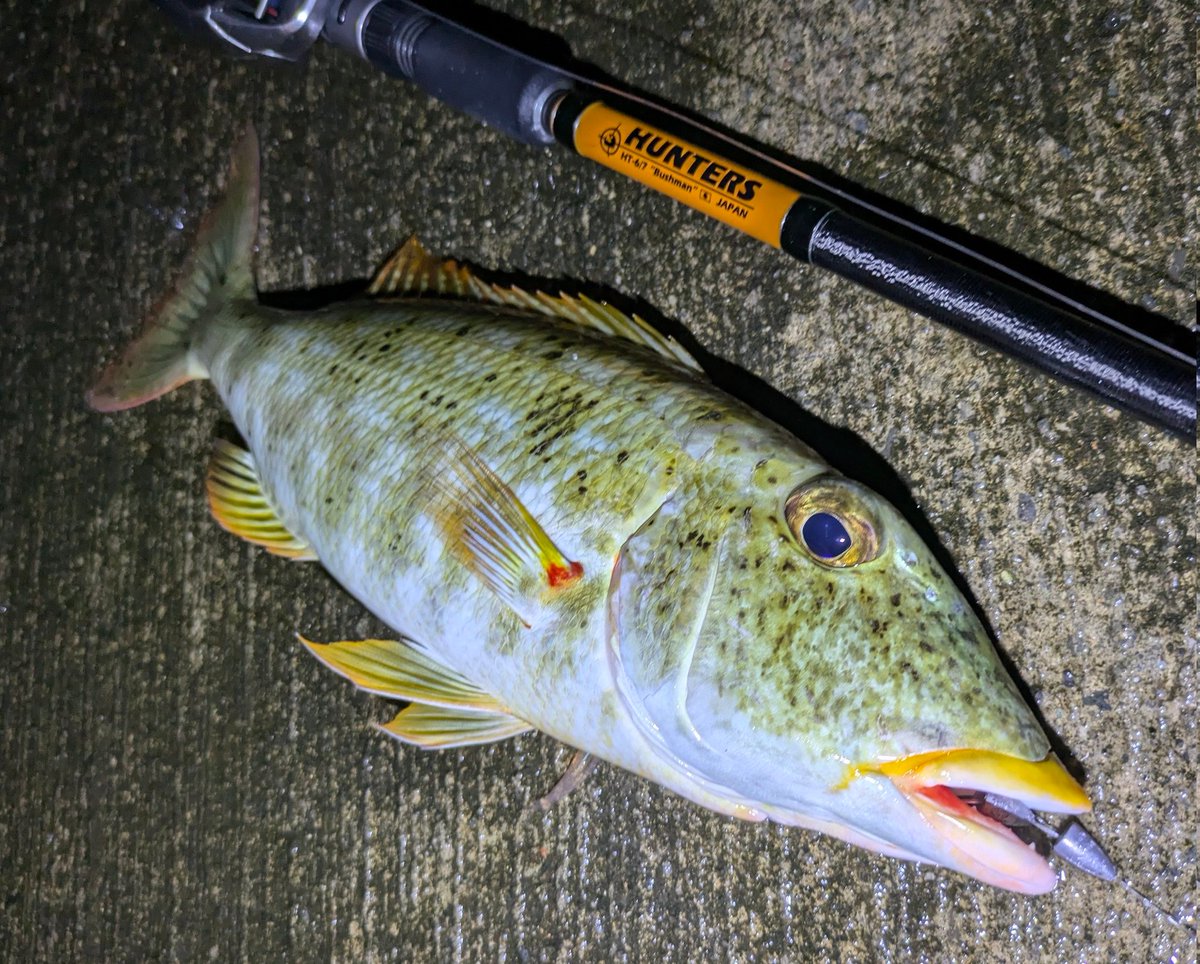 nonchasosan's tweet photo. ブッコミ釣りでムネアカクチビ!
メチャウレシイ
フエフキダイ科、あまり釣ったことないので今後コンプリートを目指していきたいです。
#MonsterKiss #HUNTERS #HT_67 https://t.co/Rmq6rs7XM0