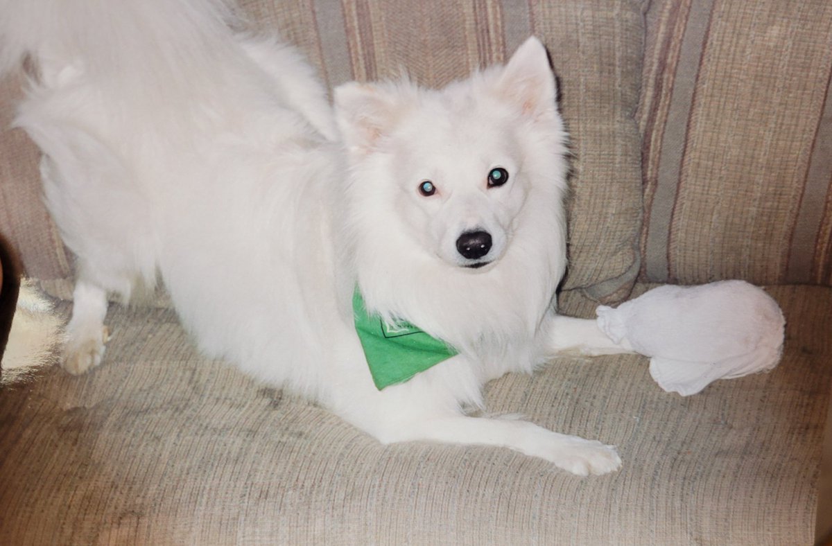 ferris316's tweet image. She's a beautiful dog
I lost my Eskimo Spitz to seizures 
Turned out epilepsy was common in that breed 
#BatBat