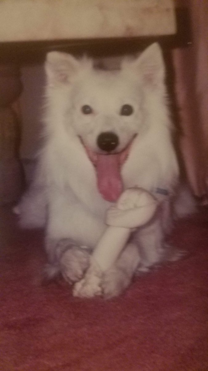 ferris316's tweet image. She's a beautiful dog
I lost my Eskimo Spitz to seizures 
Turned out epilepsy was common in that breed 
#BatBat