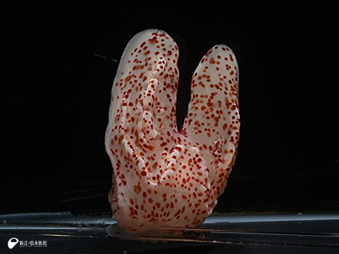 メンダコ科の一種と コトクラゲ を、本日9月15日(日)より展示してい