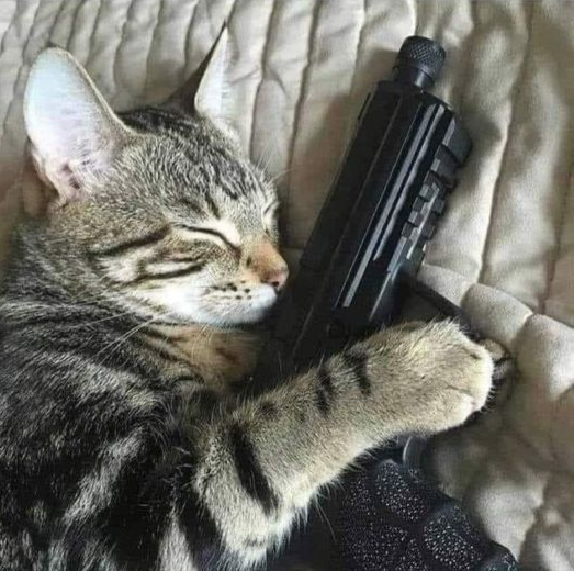 holli_the_nord's tweet photo. Don't mess with someone who has 9 lives https://t.co/spZpcC2v6h