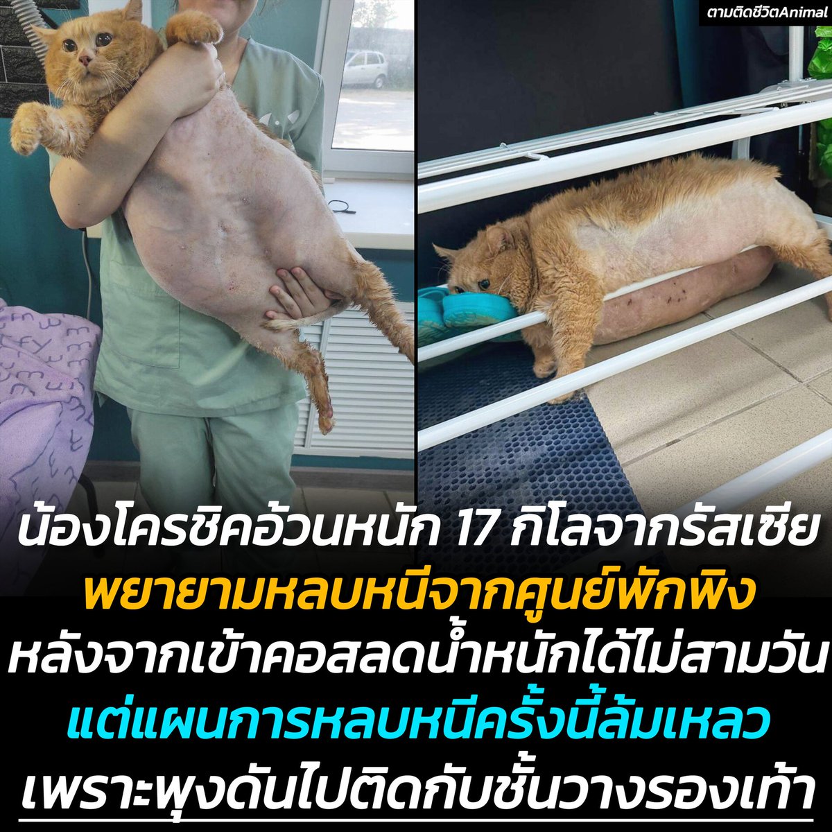 AnimalFW_TH's tweet photo. จำข่าวแมวอ้วนหนัก 17 โล ที่ได้รับการช่วยเหลือได้ไหม จากนั้นน้องก็ได้รับการฝึกร่างกายเพื่อลดน้ำหนัก แต่หลังจากนั้นประมาณ 2-3 วันก่อน มีข่าวว่าน้องพยายามหลบหนีออกจากศูนย์พักพิงสัตว์ แต่แผนการกลับล้มเหลว เพราะพุงดันไปติดกับชั้นวางรองเท้า ขยับไปไหนไม่ได้จนเจ้าหน้าที่ไปพบเข้า จึงช่วยเหลือไว้ได้ทัน โถ่ววว���้องง (มีรูปน้องเพิ่มเติมนะฮะ) 🥺🥹��
น้องโครชิค : ชะช่วยช่วยยย พุงผมติดด 😿

น้องโครชิค หรือครัมบ์ (ในภาษารัสเซียแปลว่า น้องเศษขนมปัง) น้องแมวอ้วนที่ได้รับการช่วยเหลือจากชั้นใต้ดินในรัสเซียเมื่อหลายวันก่อน และพยายามหลบหนีจากศูนย์พักพิง  ซึ่งเป็นสัญญาณที่ดีว่าแมวกำลังฟื้นตัว

หลังจากถูกเจ้าของทิ้ง แมวตัวนี้ได้รับการช่วยเหลือจากโรงพยาบาลในเมืองเปิร์ม ที่ซึ่งมันถูกเลี้ยงด้วยแครกเกอร์ ซุป และ���นื้อสัตว์ ทำให้น้องโครชิคอ้วนมากจนเดินไม่ได้

แมวสีส้มตัวนี้ถูกนำตัวไปที่ศูนย์มาสโทรสกินในเมือง ปัจจุบันน้องเขากำลังได้รับการฝึกกายภาพเพื่อให้กลับมามีน้ำหนักที่แข็งแรง และรับประทานอาหารที่จะช่วยให้เขาลดน้ำหนักได้ 70 ถึง 150 กรัมต่อสัปดาห์

ต่อมาน้องโครชิคถูกจับได้ว่าพยายามหลบหนีจากศูนย์ฟื้นฟูสัตว์เลี้ยงในรัสเซีย แต่ดันไปติดที่ชั้นวางรองเท้า ในการหลบ���นีของโครชิคแ��ดงให้เห็นว่าเขากำลังมีชีวิตชีวามากขึ้น และดูเหมือนว่าน้องโครชิคจะยังไม่คุ้นเคยกับบ้านใหม่

แล้วแอดเพาจะมาอัพเดทข่าวน้องโครชิคอีกนะฮะ

เรียบเรียง 🖋️ แอดเพา