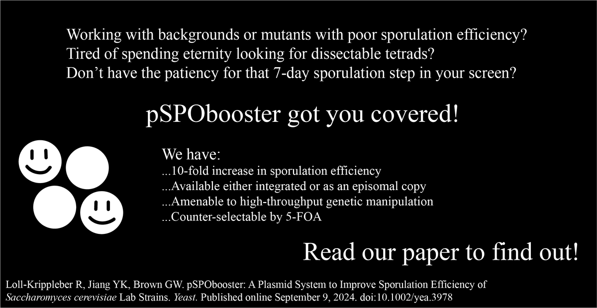 My labmate's paper on a plasmid that boosts budding yeast sporulation efficiency (hence the name "pSPObooster") is out and I just really really wanted to make a cliche ad style tweet about it. I'm sorry.   onlinelibrary.wiley.com/doi/10.1002/ye…