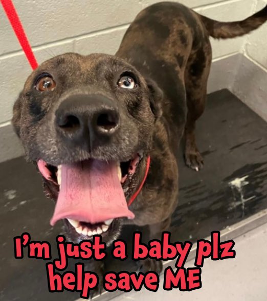 RoCoGB's tweet photo. 🆘BOO BOO Age 1 CATHOULA  #A371339
🔥DIES 9/16🔥
🛑STOP #CorpusChristi AC #TX from KILLING this baby
Its SO WRONG, don’t let her life be over before it’s begun🙏
BOO BOO’s sweet, playful &amp; wants to be friends with everyone
🆘Plz #Adopt #Pledge4Rescue
Low pledges, in BIG trouble😩 https://t.co/7w02V3JQUB