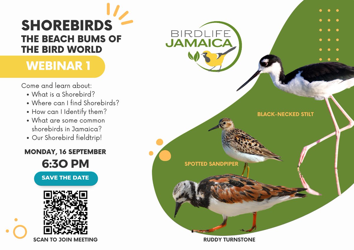 Birdlifejamaica's tweet photo. Join us on Monday evening online for a FREE session on #shorebirds - the "Beach Bums of the Bird World"! Ask questions, learn, have fun. Scan the code or go to https://t.co/HmnHxv8ldi to join in! We will also provide details on our upcoming field trip on Sunday, September 22! https://t.co/LlrZ9hg2RO