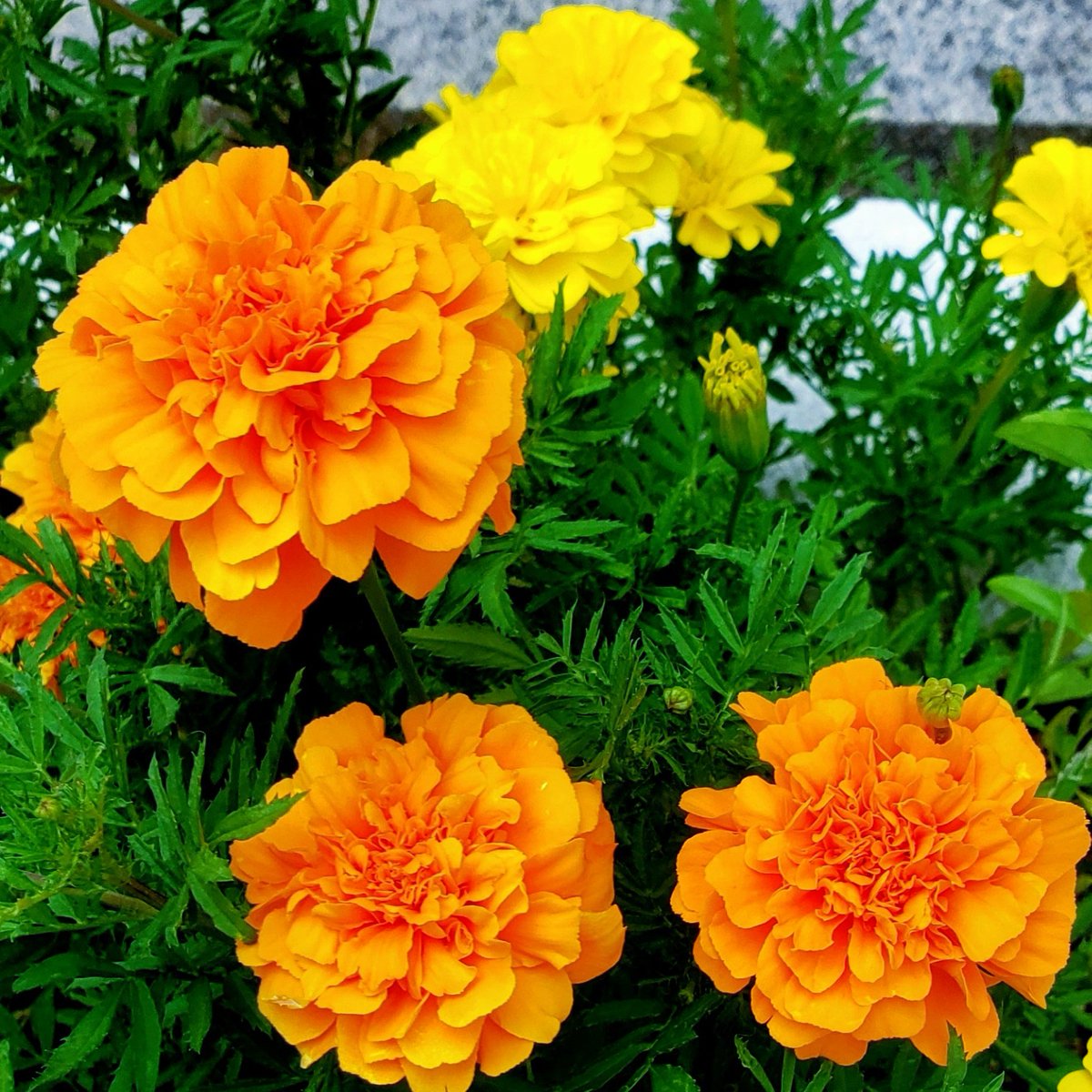 こんにちは🙋‍♀️マリーゴールドには健康という花言葉があります🌼寒暖差の激しい季節🍁体調管理に気をつけましょう💞皆さまにとって素敵な日曜日になりますように(ㅅ´ ˘ `)🌟