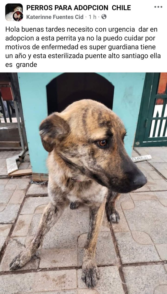 mussaa777's tweet photo. En Puente  Alto entregan a esta perrita bella en adopción, adoptenla, ellos ya no la quieren. https://t.co/LUSzauvphb