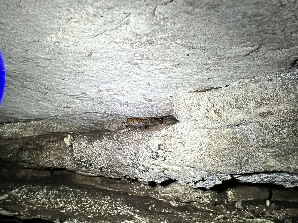 The Slimy Salamander 🦎 and the Cave Salamander 🦎