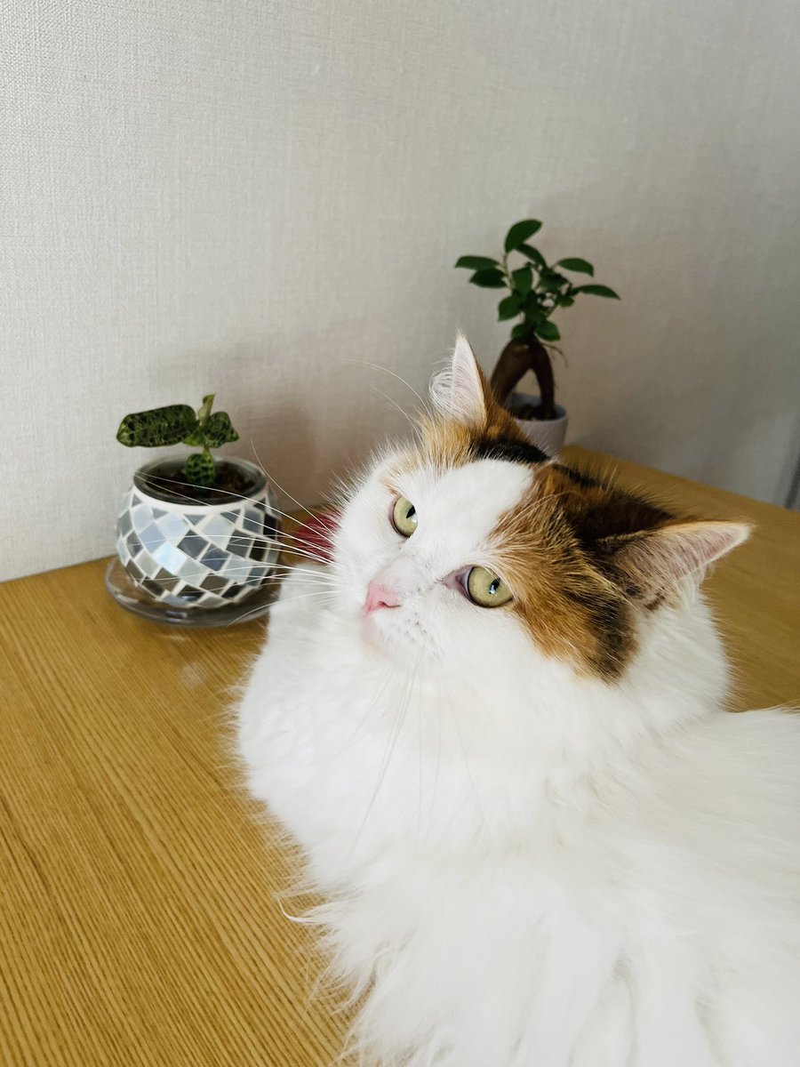 tomato7thirty's tweet photo. ジュエルオーキッドとガジュマル☺️ https://t.co/OoXeCx8evP