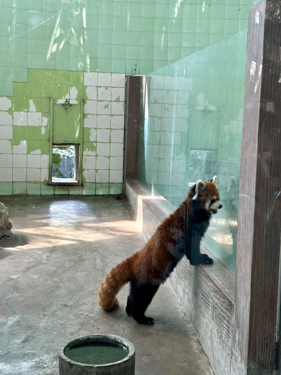 David_Hu12's tweet photo. Red panda🐼 https://t.co/C8hUoxEDbn