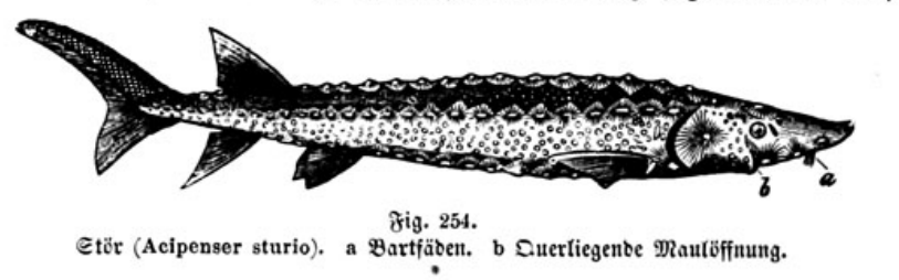 ClauMata's tweet photo. Carus Sterne - Werden und vergehen (1880) https://t.co/OC78XHGdqI