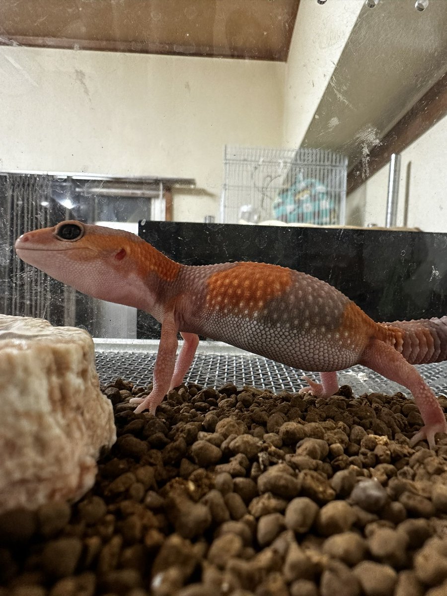 このアンバランスな体
好き❤️
#爬虫類好きさんと繋がりたい