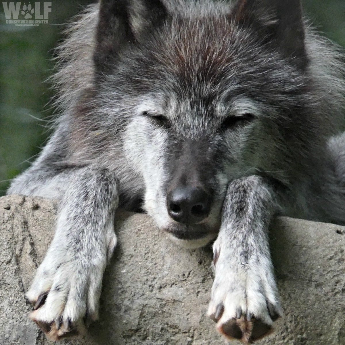 nywolforg's tweet image. Peace.