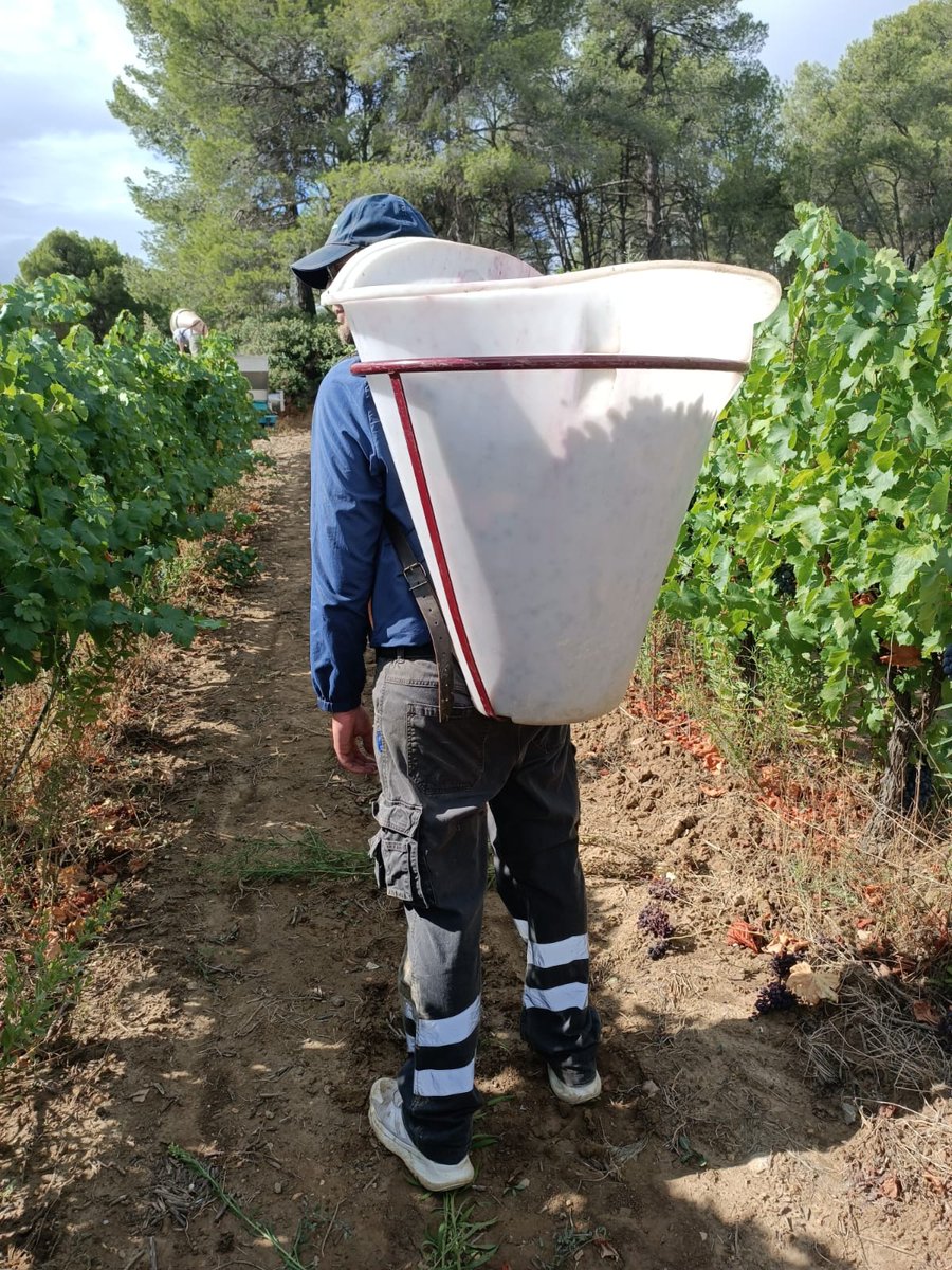 pentelines's tweet photo. 🍇Les #Vendanges2024 au Domaine des Pentelines 🍇 battent leur plein sous le soleil généreux des #CôtesDuRhôneVillagesGadagne, nos parcelles sont prêtes à livrer leurs plus beaux raisins pour un millésime qui s'annonce exceptionnel 🌞🍇🍷
@vins_rhone @cotesdurhone_uk @rhone_weine https://t.co/gxCv2X5bQw
