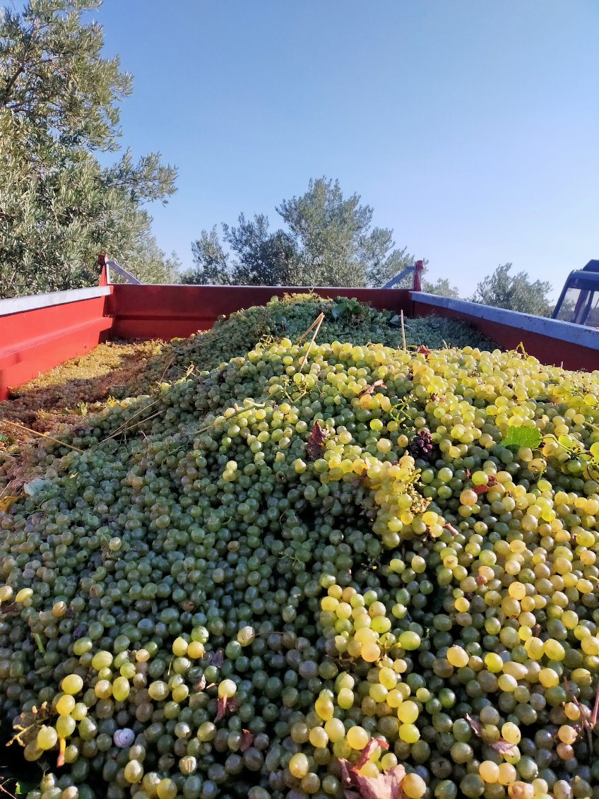 pentelines's tweet photo. 🍇Les #Vendanges2024 au Domaine des Pentelines 🍇 battent leur plein sous le soleil généreux des #CôtesDuRhôneVillagesGadagne, nos parcelles sont prêtes à livrer leurs plus beaux raisins pour un millésime qui s'annonce exceptionnel 🌞🍇🍷
@vins_rhone @cotesdurhone_uk @rhone_weine https://t.co/gxCv2X5bQw